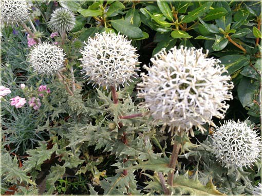 Przegorzan Arctic Glow Echinops sphaerocephalus