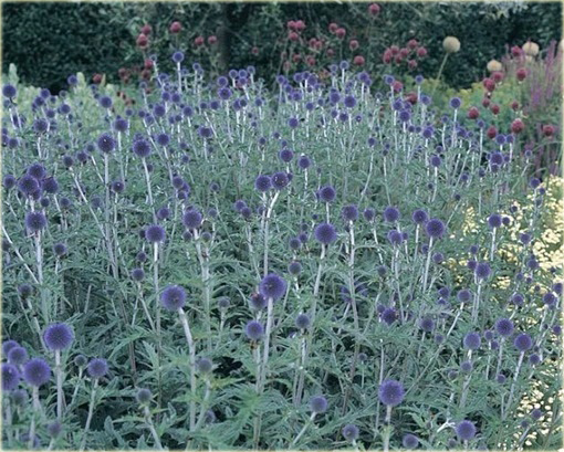 Przegorzan Echinops ritro