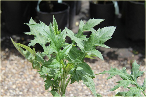 Przegorzan Echinops ritro