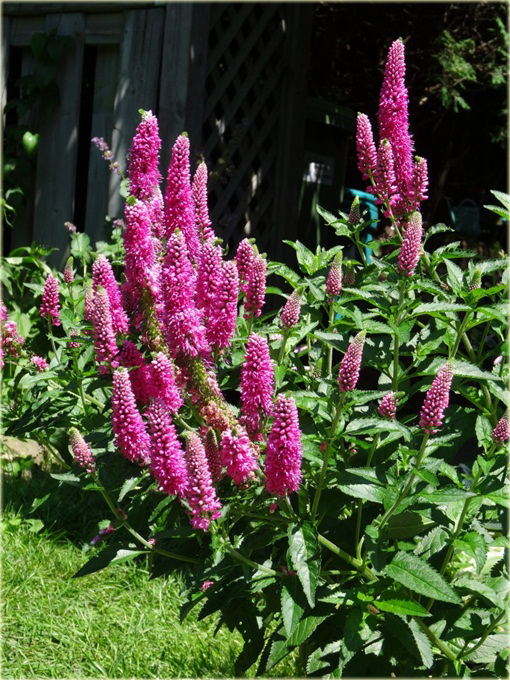  Przetacznik długolistny First Love
 Veronica longifolia
