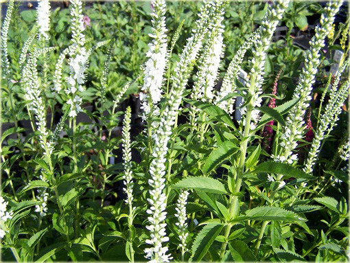 Przetacznik długolistny Schneeriesin
Veronica longifolia