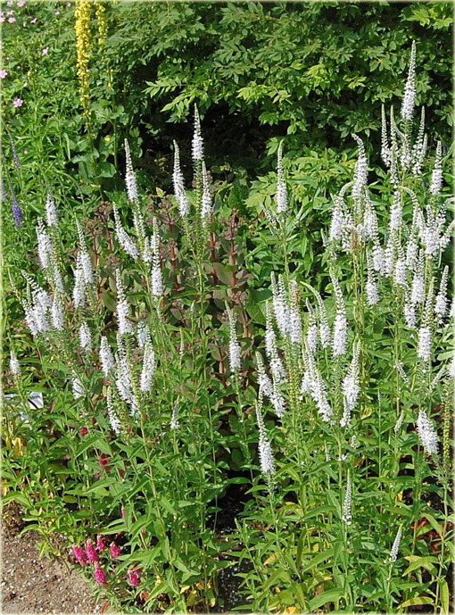 Przetacznik długolistny Schneeriesin
Veronica longifolia