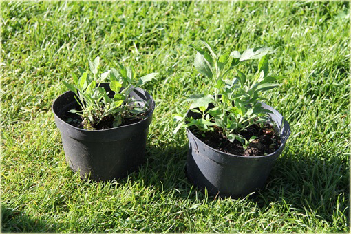 Przetacznik długolistny Schneeriesin
Veronica longifolia
