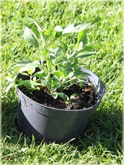  Przetacznik długolistny Schneeriesin
 Veronica longifolia
