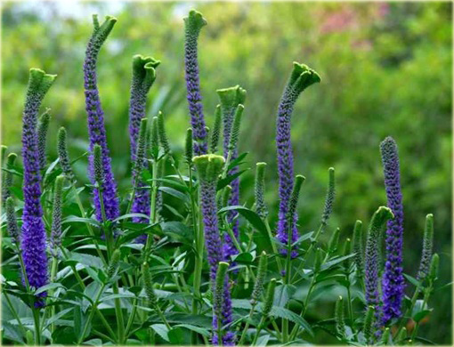 Przetacznik kłosowy Christa
Veronica spicata