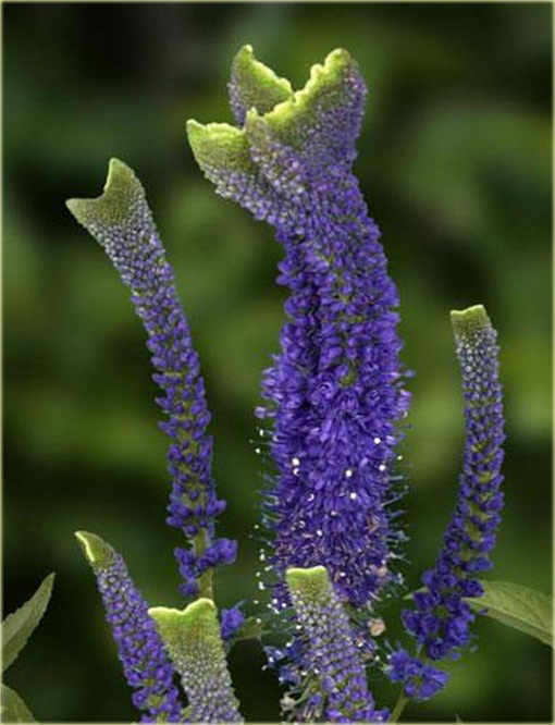 Przetacznik kłosowy Christa
Veronica spicata