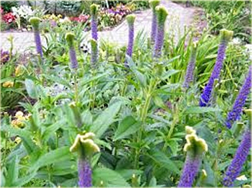 Przetacznik kłosowy Christa
Veronica spicata