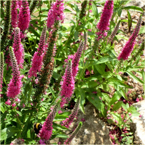 Przetacznik kłosowy Red Fox
Veronica spicata