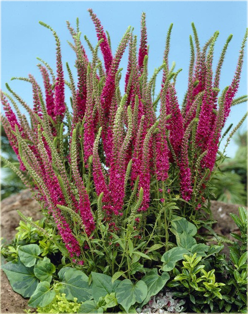 Przetacznik kłosowy Red Fox
Veronica spicata