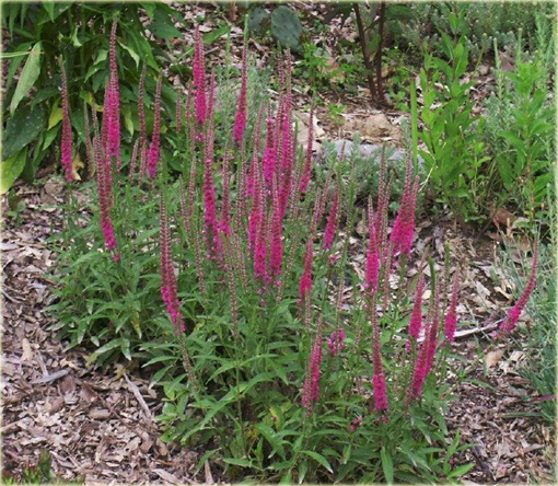 Przetacznik kłosowy Red Fox
Veronica spicata