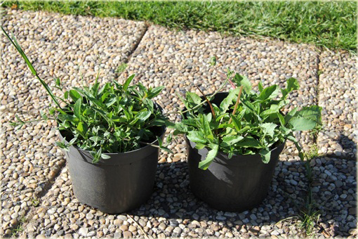 Przetacznik kłosowy Red Fox
Veronica spicata