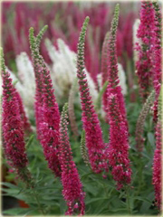 Przetacznik kłosowy Red Fox
 Veronica spicata
