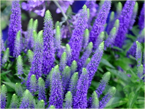 Przetacznik kłosowy Royal Candles
 Veronica spicata
