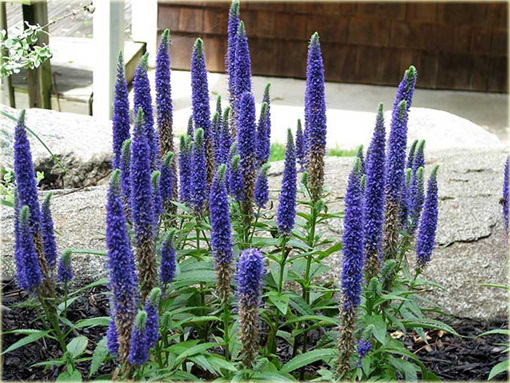 Przetacznik kłosowy Royal Candles
 Veronica spicata
