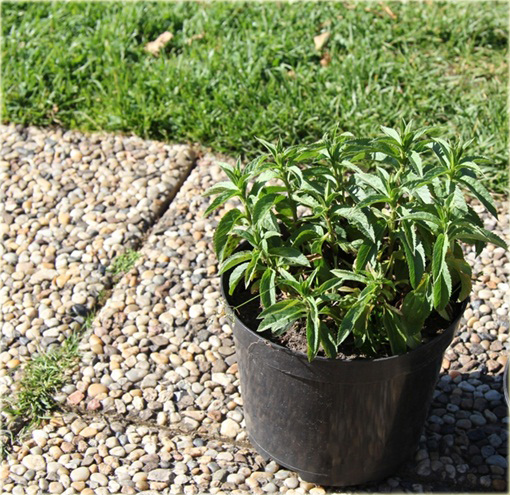 Przetacznik kłosowy Royal Candles
 Veronica spicata
