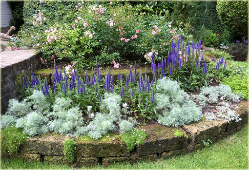 Przetacznik kłosowy Ulster Dwarf Blue
Veronica spicata