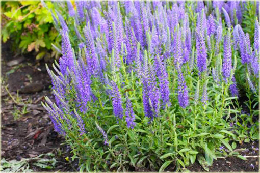 Przetacznik kłosowy Veronica spicata