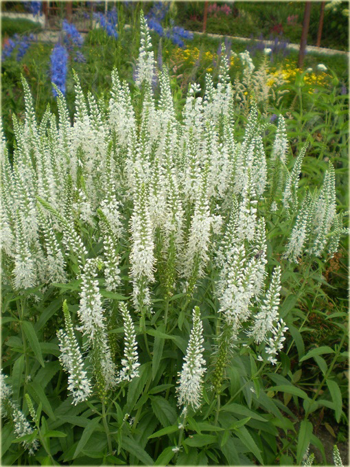 Przetacznik kłosowy Alba Veronica spicata Alba