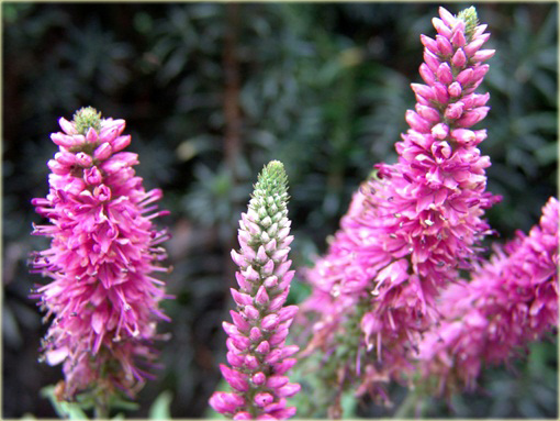 Przetacznik kłosowy Rosa Zwerg
Veronica spicata