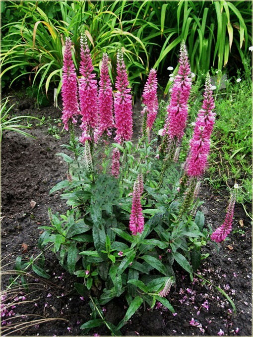 Przetacznik kłosowy Rosa Zwerg
Veronica spicata