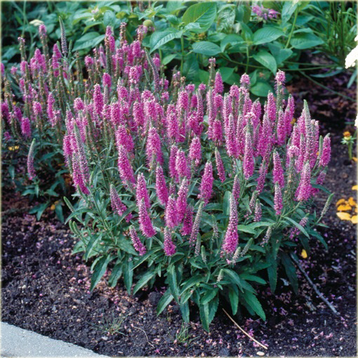 Przetacznik kłosowy Rosa Zwerg
Veronica spicata