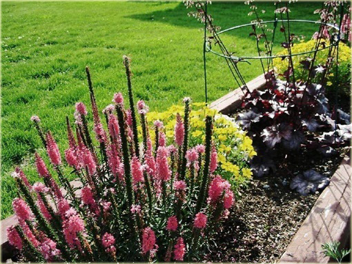 Przetacznik kłosowy Rosa Zwerg
Veronica spicata