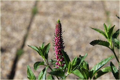 Przetacznik kłosowy Rosa Zwerg
Veronica spicata