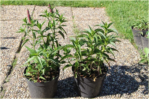 Przetacznik kłosowy Rosa Zwerg
Veronica spicata