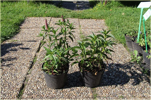 Przetacznik kłosowy Rosa Zwerg
Veronica spicata