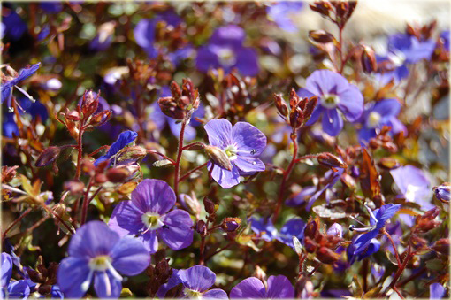 Przetacznik szypułkowy Georgia Blue
 Veronica peduncularis
