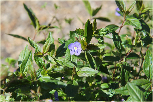 Przetacznik szypułkowy Georgia Blue
 Veronica peduncularis
