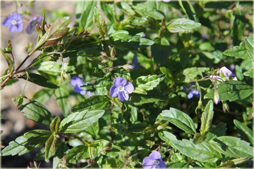Przetacznik szypułkowy Georgia Blue
 Veronica peduncularis
