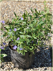 Przetacznik szypułkowy Georgia Blue
 Veronica peduncularis
