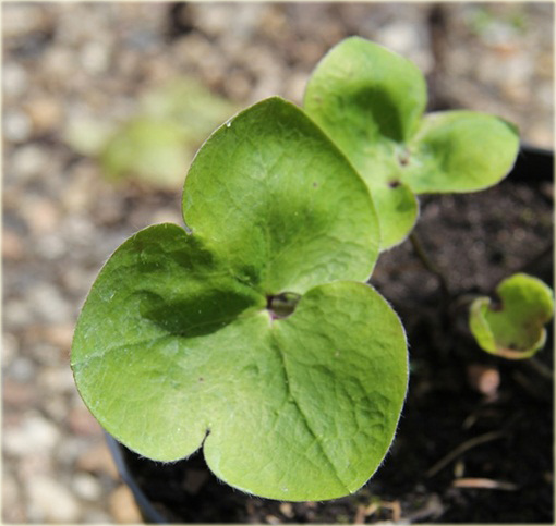 Przylaszczka pospolita Hepatica nobilis