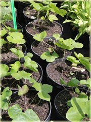 Przylaszczka pospolita Hepatica nobilis
