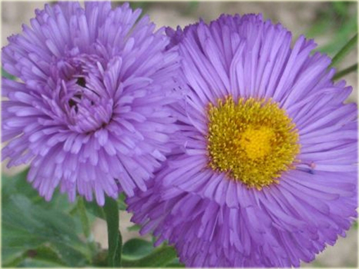 Przymiotno okazałe Erigeron speciosus