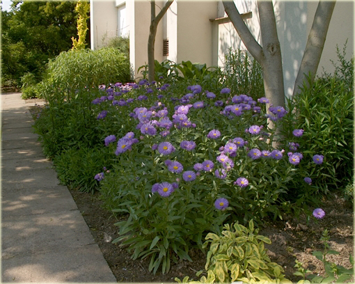 Przymiotno okazałe Erigeron speciosus