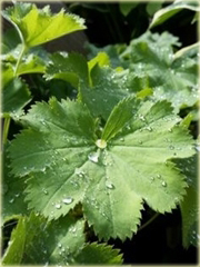 Przywrotnik ostroklapowy Alchemilla mollis