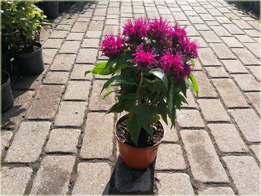 Pysznogłówka Balmy Purple Monarda