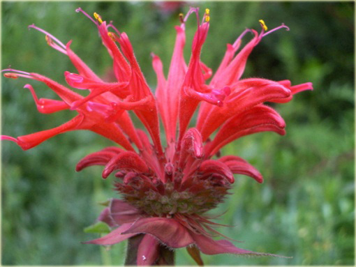 Pysznogłówka Monarda didyma