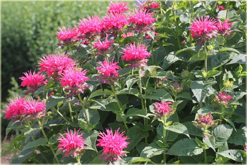 Pysznogłówka Monarda didyma