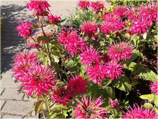 Pysznogłówka ogrodowa różowa Monarda didyma