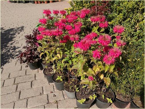 Pysznogłówka ogrodowa różowa Monarda didyma