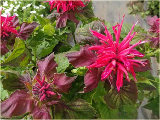 Pysznogłówka ogrodowa różowa Monarda didyma