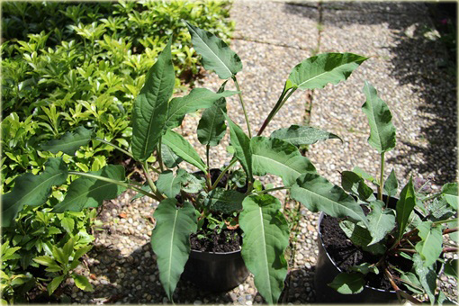 Rdest Blackfield Persicaria amplexicaulis