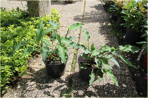 Rdest Blackfield Persicaria amplexicaulis