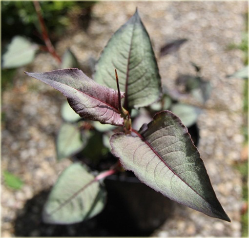 Rdest Chocolate Dragon Persicaria microcephala