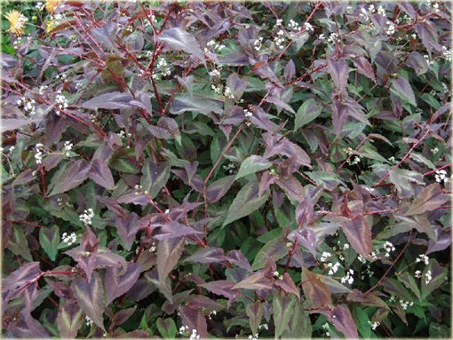 Rdest Chocolate Dragon Persicaria microcephala