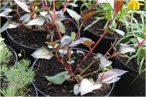 Rdest Chocolate Dragon Persicaria microcephala