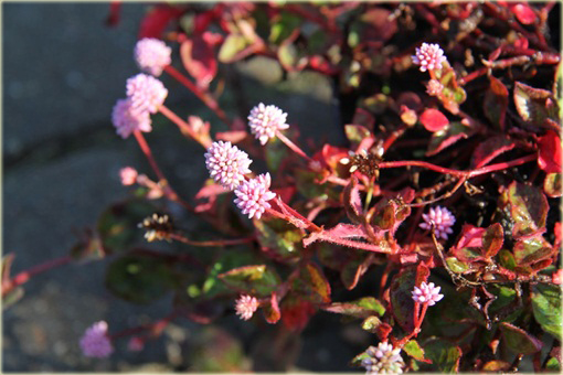 Rdest główkowy Polygonum capitatum